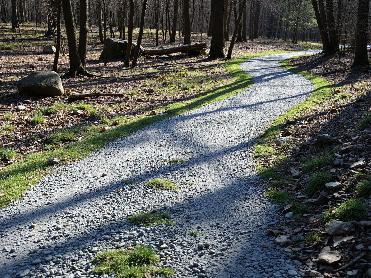 A sunlit gravel trail winding through a mixed woodland with patches of grass and scattered rocks