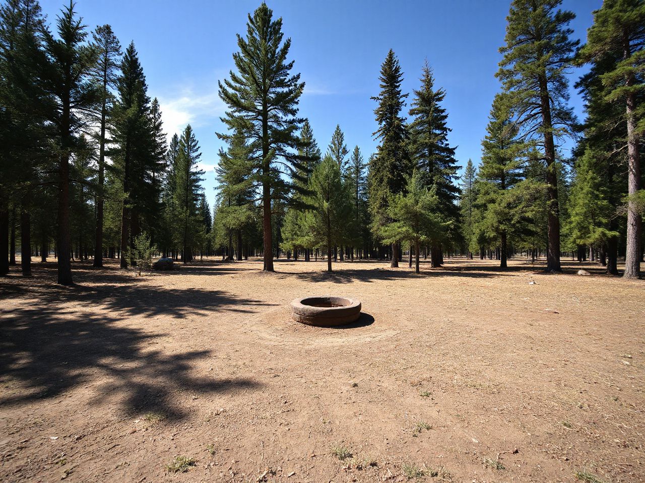 A serene forest clearing with scattered pine trees and a small fire ring under bright blue skies