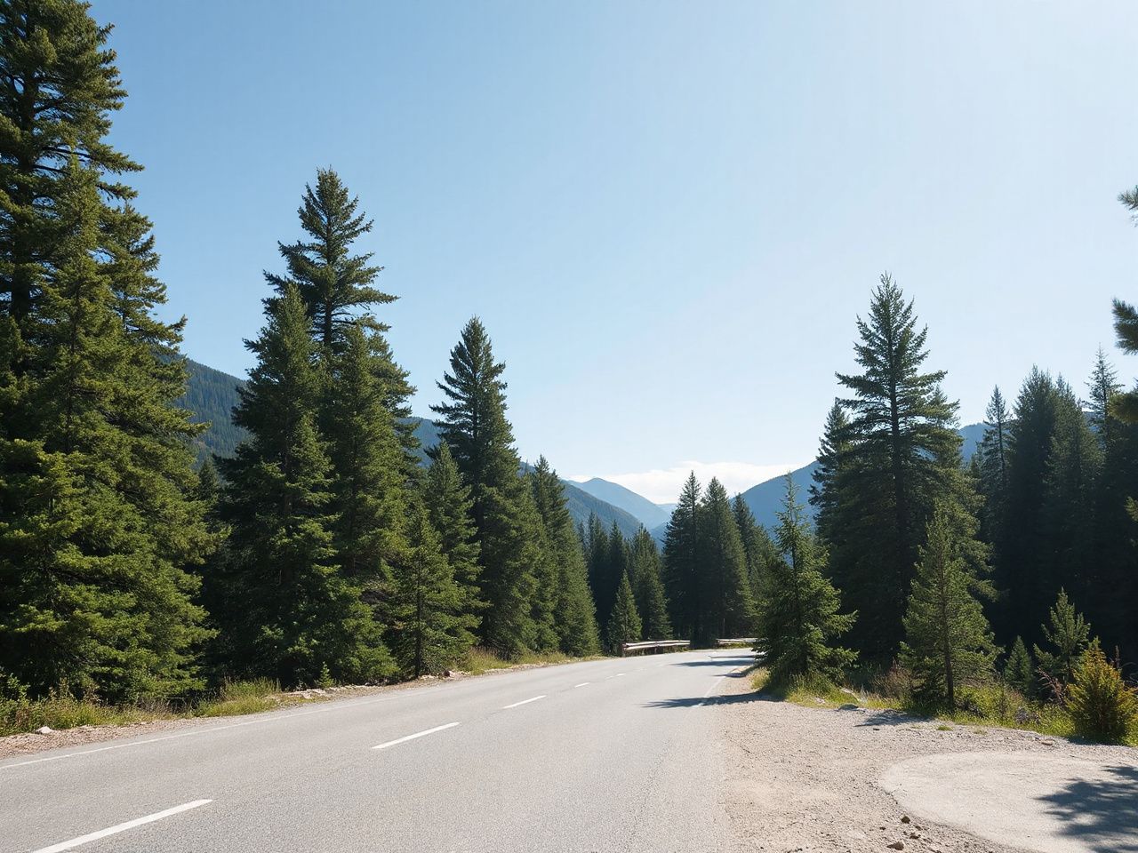A quiet mountain road winding through dense pine forests under a bright blue sky