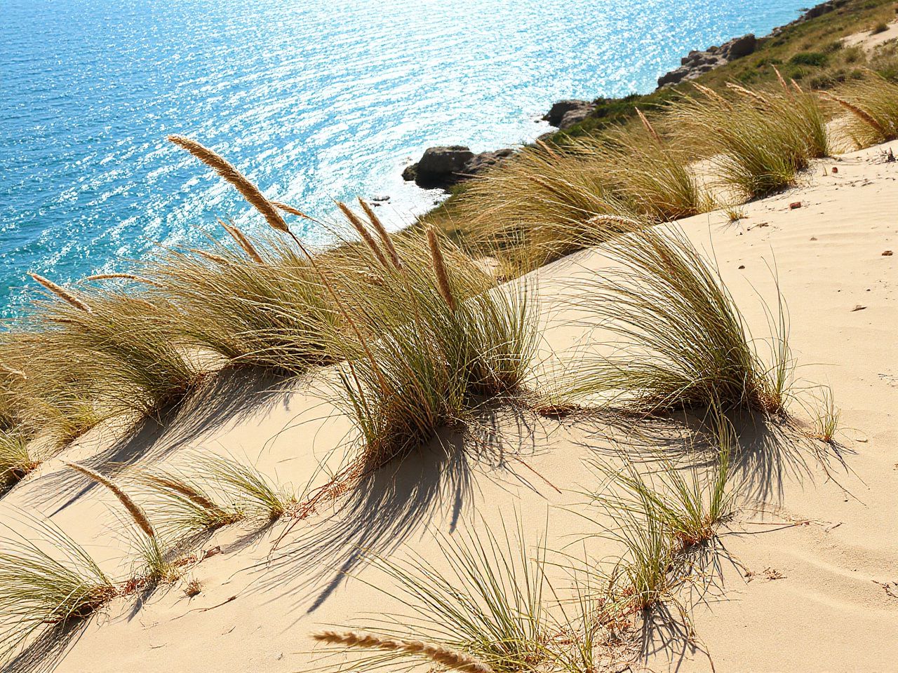 Windswept dunes along a rugged shoreline, with tall grasses bending toward the sparkling Mediterranean waters in bright dayli