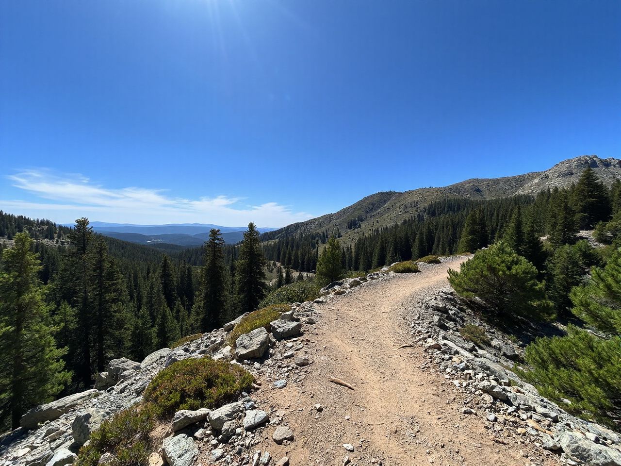 A rugged mountain trail winding through dense pine forest under a bright blue sky