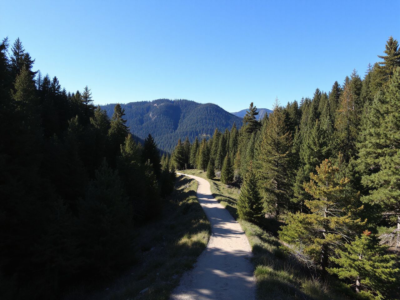 A winding mountain trail cutting through dense pine forest under a bright blue sky