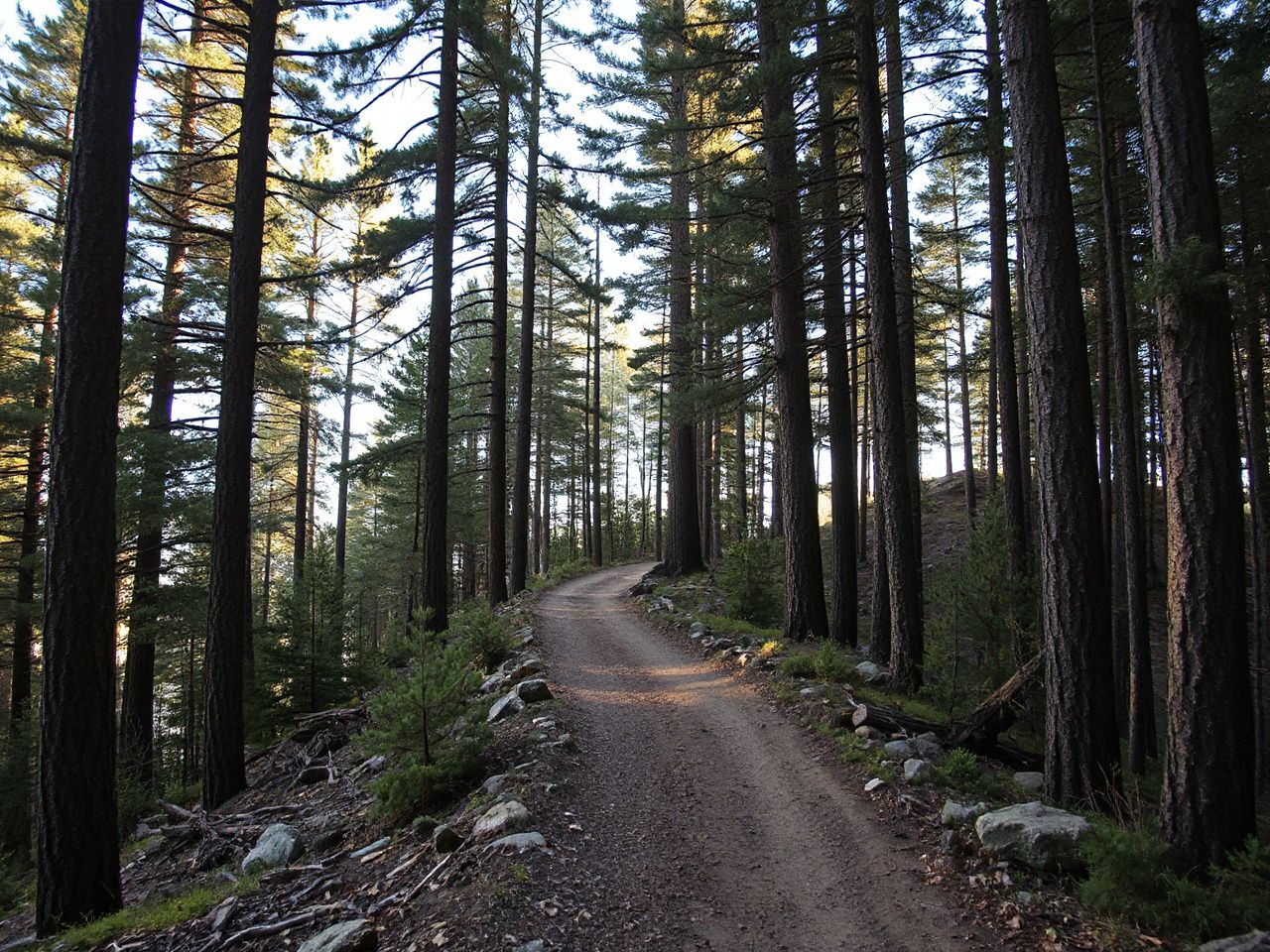 A rugged forest trail winding through tall pine trees, symbolizing specialized suits designed for challenging jumps