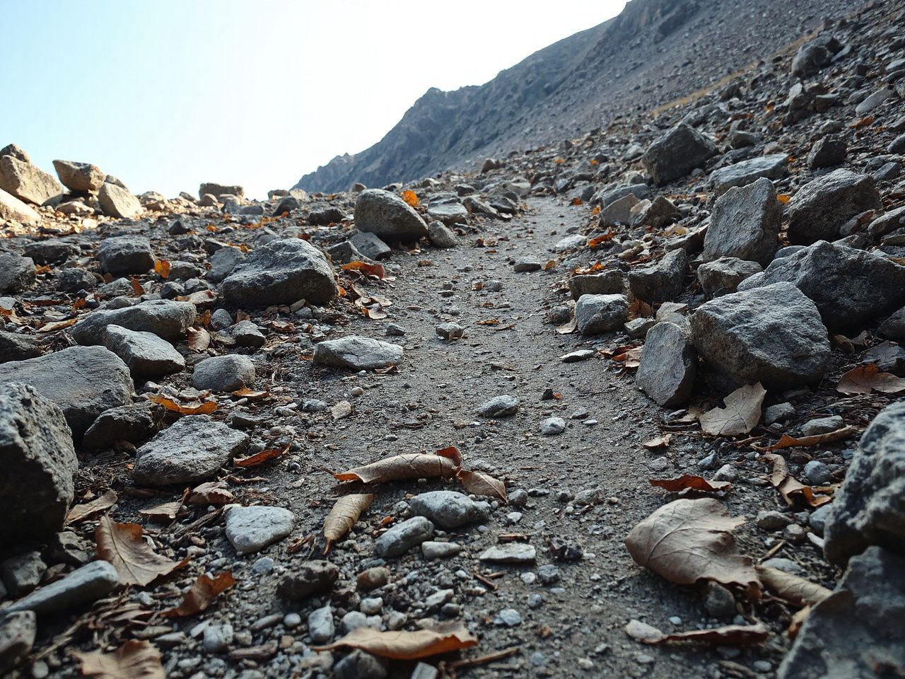 Close-up of a rugged mountain trail with scattered rocks and dry leaves under bright daylight