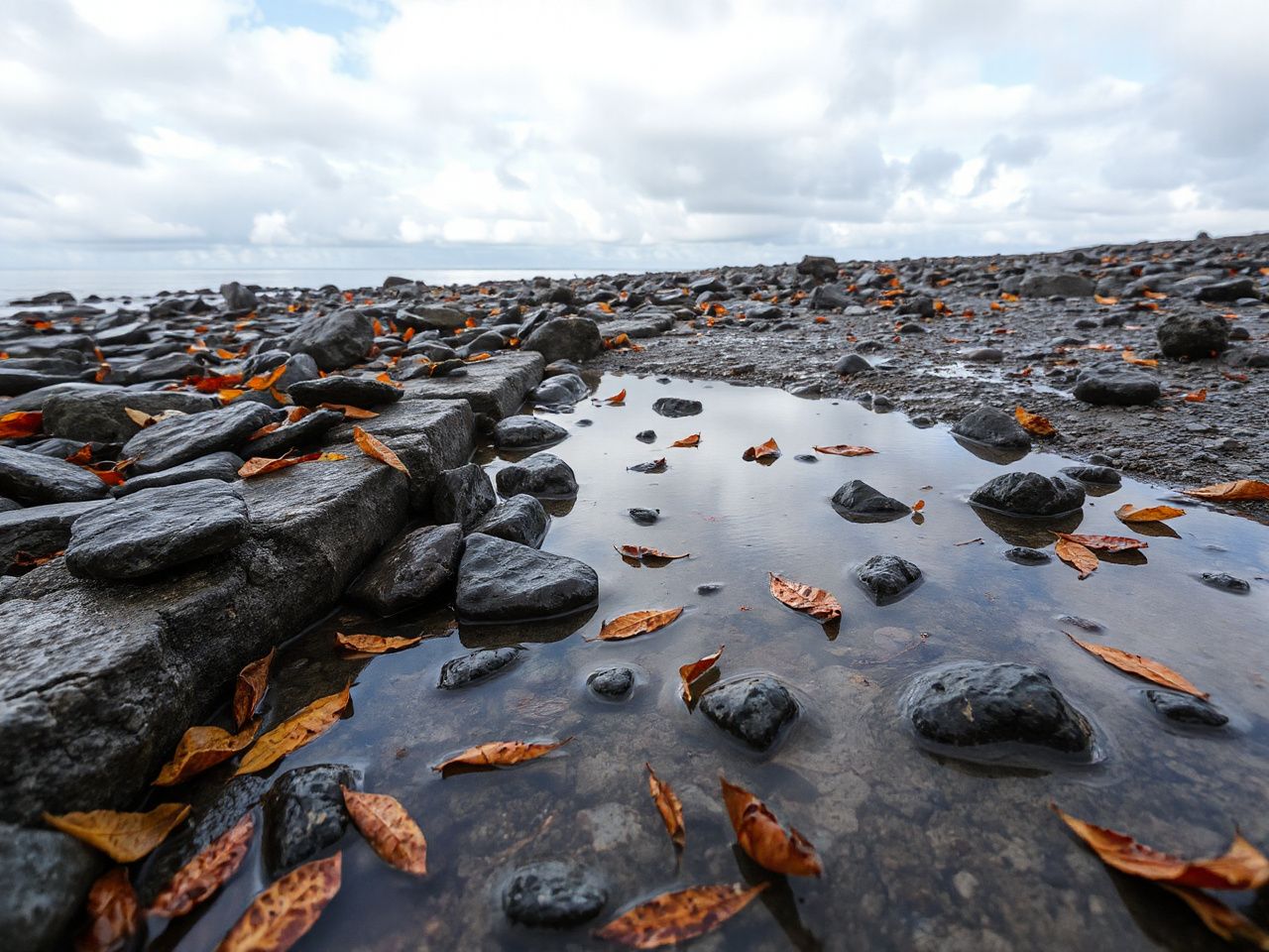 A rocky shoreline with scattered wet leaves and puddles reflecting cloudy skies after recent rain