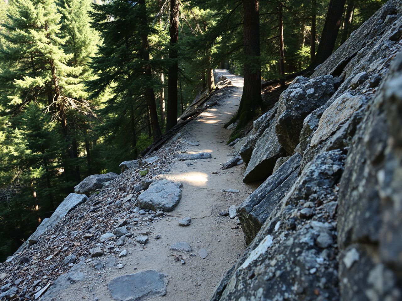 Close-up of a rugged mountain trail winding through dense forest under bright daylight